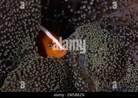 Ein Orangenanemonfisch, Amphiprion Sandaracinos, kuschelt sich an einem Korallenriff auf den Salomonen in die Tentakel seiner Wirtsanemone. Stockfoto