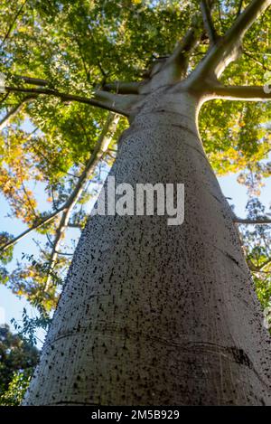 Großer Seidenbaum mit verwischten grünen Blättern und blauem Himmelshintergrund Stockfoto