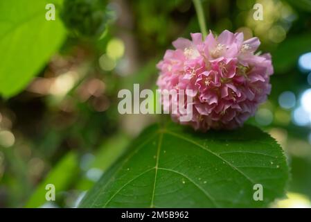 Rosafarbene Blüten als Nahaufnahme von Dombeya wallichii, Pinkball oder tropischer Hortensien Stockfoto