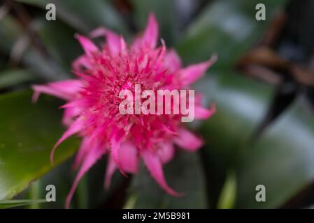 Rosa Blüten-Nahaufnahme. Blüten von Aechmea fasciata Baker oder Silbervase Stockfoto