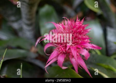 Rosa Blüten-Nahaufnahme. Blüten von Aechmea fasciata Baker oder Silbervase Stockfoto