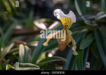 Weiße und gelbe Blüten von prächtigem Paphiopedilum oder Pantoffelorchidee auf grünem Bokeh-Hintergrund. Paphiopedilum Leeanum gepunktete Blütenblätter. Winterorc Stockfoto