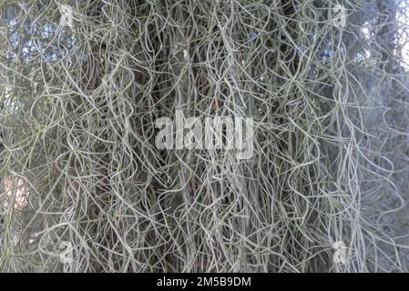Großaufnahme mit dem Bart des alten mannes. Fast weiße Pflanze aus Ttilandsia usneoides, spanisches Moos Stockfoto