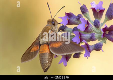 Macroglossum stellatarum, Kolibri-Falke-Motte mit Flügeln, die schnell schlagen können, so dass sie schweben und sich von Nektar ernähren kann, wie Kolibri, für den sie bekannt ist Stockfoto