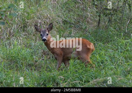 Porträt von Reh auf dem Feld Stockfoto