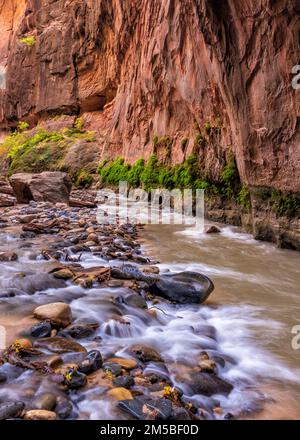 Der Virgin River fließt entlang und über polierte Steine in den Virgin Narrows im Zion-Nationalpark, Utah. Stockfoto