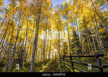 Ein Aspenhain auf Wilson Mesa, beleuchtet von der Morgensonne nahe Telluride, Colorado. Stockfoto