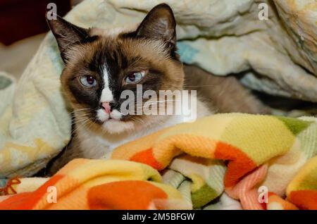 Twinkie, eine neunjährige siamesische Katze, liegt am 27. Dezember 2022 in einem Nest aus Decken in CODEN, Alabama. Stockfoto