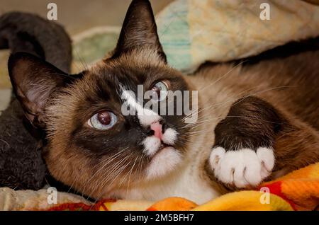 Twinkie, a nine-year-old Siamese cat, lays in a nest of blankets, Dec. 27, 2022, in Coden, Alabama. Stock Photo