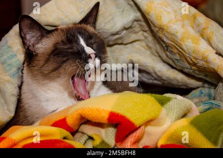 Twinkie, eine neunjährige siamesische Katze, gähnt, wenn sie in einem Nest aus Decken liegt, am 27. Dezember 2022 in CODEN, Alabama. Stockfoto