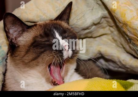 Twinkie, eine neunjährige siamesische Katze, gähnt, wenn sie in einem Nest aus Decken liegt, am 27. Dezember 2022 in CODEN, Alabama. Stockfoto