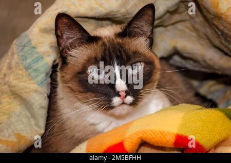 Twinkie, eine neunjährige siamesische Katze, liegt am 27. Dezember 2022 in einem Nest aus Decken in CODEN, Alabama. Stockfoto