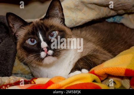 Twinkie, eine neunjährige siamesische Katze, liegt am 27. Dezember 2022 in einem Nest aus Decken in CODEN, Alabama. Ältere Katzen können ihre Temperatur nicht so regulieren wie wir Stockfoto