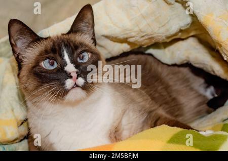 Twinkie, eine neunjährige siamesische Katze, liegt am 27. Dezember 2022 in einem Nest aus Decken in CODEN, Alabama. Stockfoto