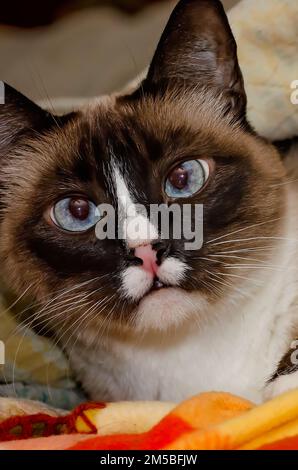 Twinkie, eine neunjährige siamesische Katze, liegt am 27. Dezember 2022 in einem Nest aus Decken in CODEN, Alabama. Ältere Katzen können ihre Temperatur nicht so regulieren wie wir Stockfoto