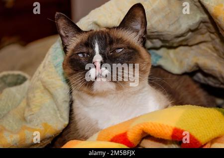 Twinkie, eine neunjährige siamesische Katze, liegt am 27. Dezember 2022 in einem Nest aus Decken in CODEN, Alabama. Ältere Katzen können ihre Temperatur nicht so regulieren wie wir Stockfoto