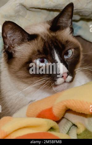 Twinkie, eine neunjährige siamesische Katze, liegt am 27. Dezember 2022 in einem Nest aus Decken in CODEN, Alabama. Stockfoto