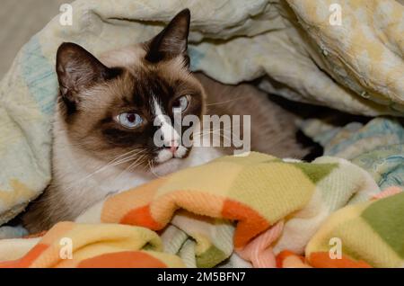 Twinkie, eine neunjährige siamesische Katze, liegt am 27. Dezember 2022 in einem Nest aus Decken in CODEN, Alabama. Stockfoto