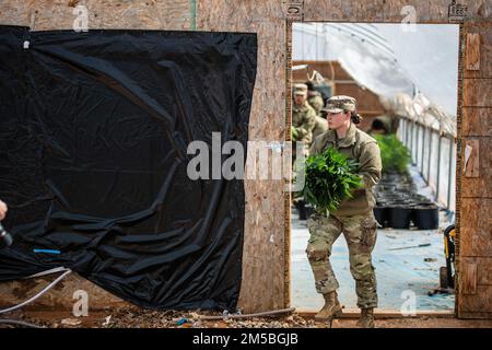 Die Nationalgarde der Oklahoma Army entfernen Marihuana-Trümmer aus einem Gewächshaus während einer massiven, behördenübergreifenden Operation gegen das Wachstum und den Handel mit kriminellem Marihuana im südlichen Teil von Oklahoma, 22. Februar 2022. Die Oklahoma Nationalgarde antwortete auf den Aufruf, unseren Staat mit etwa 150 Mitgliedern der Garde, 14 Kipplaster, UH-60 Black Hawk und UH-72 Lakota Helikoptern und zahlreichen anderen schweren Maschinen zu unterstützen, um die Operation zu unterstützen. (Oklahoma National Guard Foto von Sergeant 1. Class Mireille Merilice-Roberts) Stockfoto