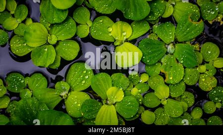 Pistia Stratiotes, die auf dem Wasser schwimmen Stockfoto