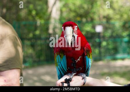 Farbenfroher Papagei auf der Hand eines Mannes im Park Stockfoto