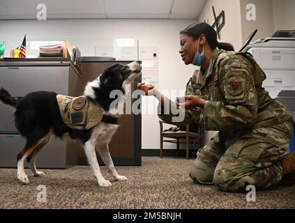 Spicer, ein Einrichtungshund für den 118. Flügel, Tennessee Air National Guard, spielt mit Tech. Sgt. Lakissicy Burks, Mitglied des 118. Mission Support Group Command Support Stabs, 23. Februar 2022 an der Berry Field Air National Guard Base, Nashville, Tennessee. Spicer hat die Aufgabe, die Arbeitsmoral zu verbessern und Stress bei Airmen zu reduzieren. Er wurde für seine Bemühungen am National K9 Veterans Day am 13. März 2022 ausgezeichnet. Stockfoto