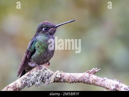 Seitenansicht eines talamanca-Kolibri hoch oben auf einem Ast Stockfoto