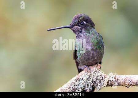 Vorderansicht eines talamanca-Kolibri hoch oben auf einem Ast Stockfoto