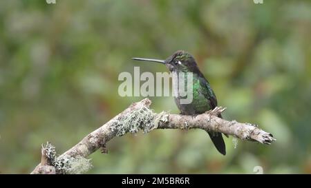 Ein talamanca Kolibri, hoch oben auf einem Ast in costa rica Stockfoto