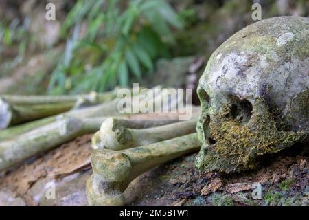 Skelette im traditionellen Grab des Toraja-Stammes, Süd-Sulawesi, Indonesien. Stockfoto