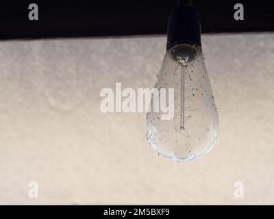 Alte Birne und totes Insekt Stockfoto