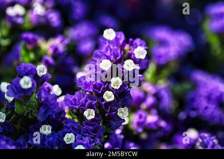 Blau blühende Dreifachblume (Bougainvillea), Nahaufnahme, Andalusien, Spanien Stockfoto