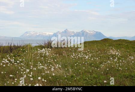 Sommerhasenschwanzkotongras (Eriophorum vaginatum) in der Tundra auf den Lofoten, Norwegen, Skandinavien Stockfoto