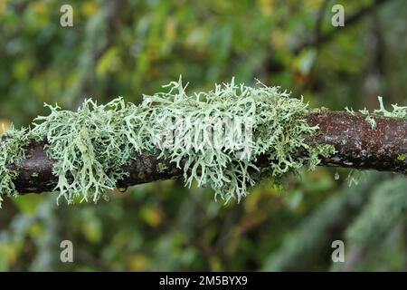 Isländische Moos (Cetraria islandica), die auf einem Zweig wachsen, Südschweden, Skandinavien Stockfoto