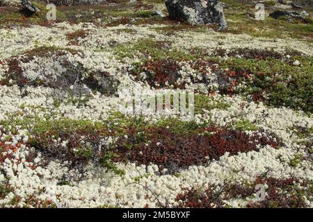 Tundrapflanzen, weiße Rentierflechten (Cladonia rangiferina), rotes Goldmoss, Stonekrop (Sedum acre) und grüne Zwergbirke (Betula nana) Lappland Stockfoto