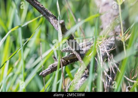 Gemeine Wandechse (Podarcis muralis), die sich auf totem Holz im Gras in der Sonne erwärmt, Stolberg, Nordrhein-Westfalen, Deutschland Stockfoto