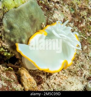 Ardeadoris Sea Slug (Ardeadoris egretta), Pazifik, Caroline Inseln, Yap Island, Mikronesien Stockfoto