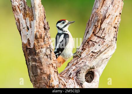 Buntspecht (Dendrocopus major) juvenil, Deutschland Stockfoto
