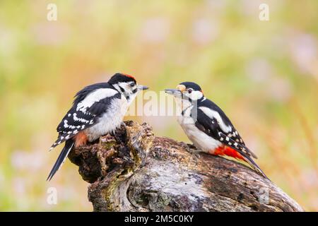 Großer Fleckspecht (Dendrocopus Major) Junges Vögelchen, das von Männchen gefüttert wird, Deutschland Stockfoto