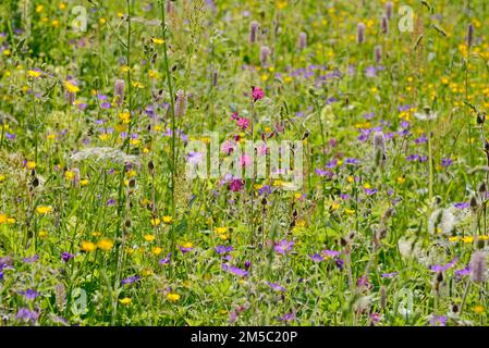 Bergwiese mit Wildblumen, roter campion (Silene dioica), Butterblume (Ranunculus), Wiesenbistort (Bistorta officinalis) und Wiesenkrane-Bill Stockfoto