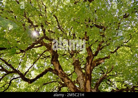 Ahornsirup (Acer pseudoplatanus), Blick in die Baumkrone mit moosem Zweig und sunstar, Stillachtal bei Oberstdorf, Allgaeu Alpen, Allgaeu Stockfoto