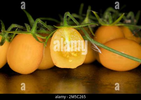 Gelbe Datteltomate (Solanum lycopersicum) auf der Panicle, Studioaufnahme mit schwarzem Hintergrund Stockfoto