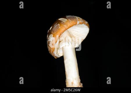 Die tödliche Panthermütze (Amanita Pantherina), Tegelert Wald, Berlin, Deutschland Stockfoto