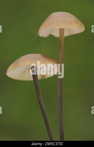 Langstieliger Knoblauchschlucker, zwei, Stiel, lang, dünn, Schwindlinge, Schwindling, Marasmius, Ritterlingsartige Stockfoto