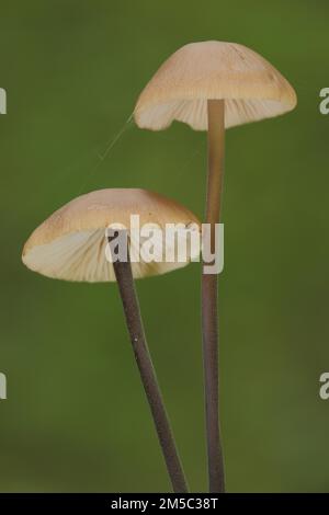 Langstieliger Knoblauchschlucker, zwei, Stiel, lang, dünn, Schwindlinge, Schwindling, Marasmius, Ritterlingsartige Stockfoto