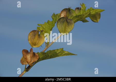 Zweig einer Blasenkirsche (Physalis alkekengi) mit Fruchtkapsel, Natur, Laterne, Obst, Detail, Cut-out, Sky, Wicker, Floersheim, Taunus, Hessen Stockfoto