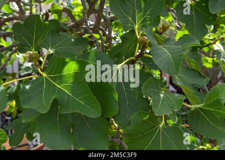 Echte gewöhnliche Feige (Ficus carica) mit Früchten, Bayern, Deutschland Stockfoto