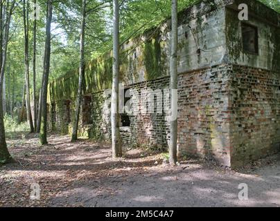 Ruinen der Wolfsschanze (auch Wolfsschanze oder Goerlitz), das militärische Lagezentrum des Kommandostabs der deutschen Wehrmacht. Die Wolfsschanze Stockfoto