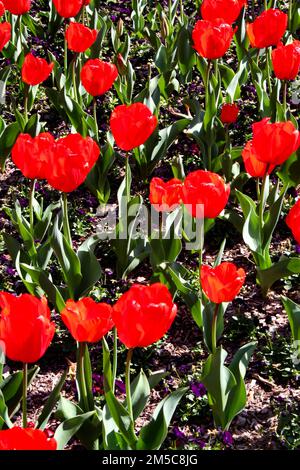 Leuchtend rote Blumen im Feld in den Royal Botanic Gardens von Sydney Stockfoto