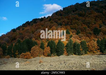 Herbstgemisch aus Laub- und immergrünen Bäumen in Sizilien, Ätna-Park, Italien Stockfoto